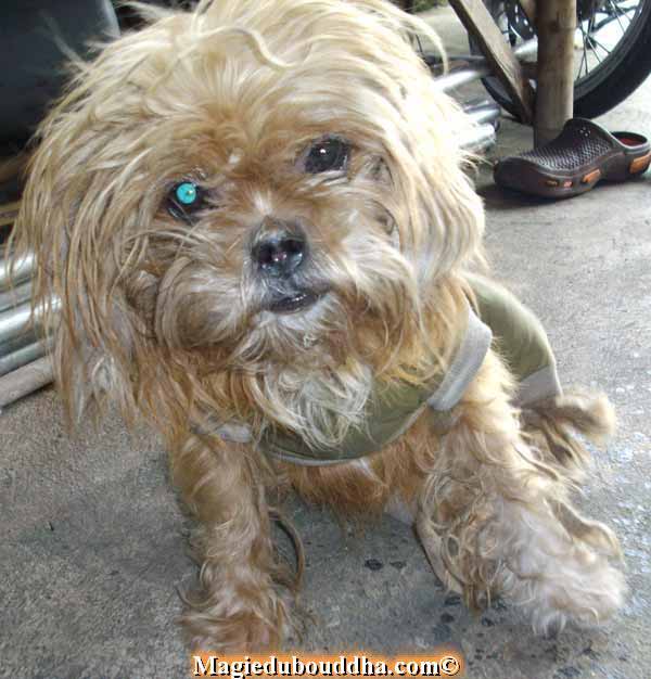 Le chien le plus moche du monde.